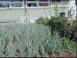 Productive Grounds - Onions